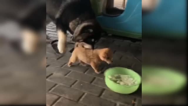 Funny Cute Baby Dog 🐶 Loves to Eat