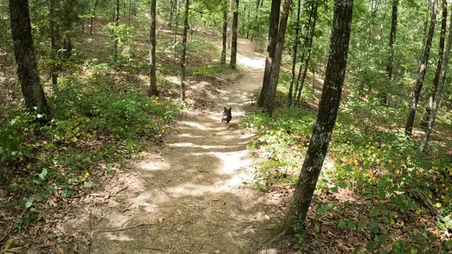 Hiking Sugarloaf Mt. with Shadow