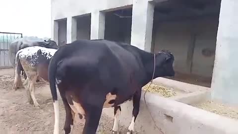 Feeding Cows