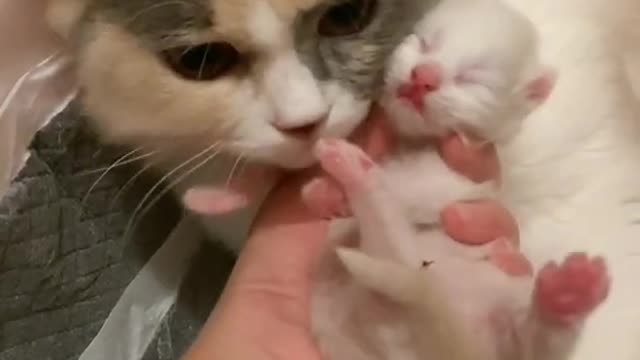 Aww Cute Cats 😺🐈tutorial Meowing Meow Kittens Funny Meow Cat🐈😺 Shorts catmeow