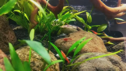 GUPPY AQUASPACE