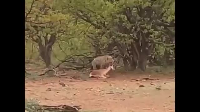 Hyena wants to eat too!