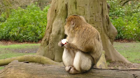 Even this ape knows - "An Apple A Day Keeps The Doctor Away"