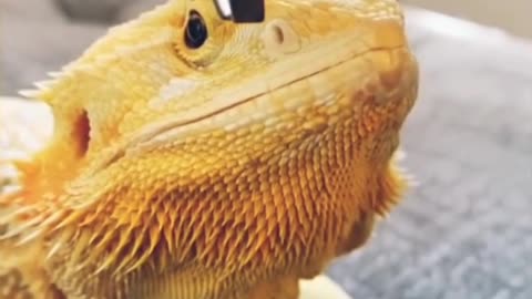 Cleaning of bearded dragon nostrils