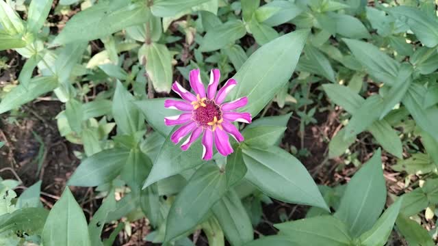 Fifteen petal flower.