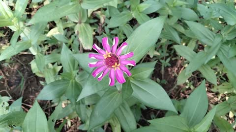 Fifteen petal flower.