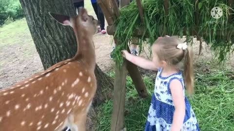 Feeding Baby Deer - Best Memories In Wildpark