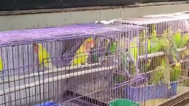 colorful parrot