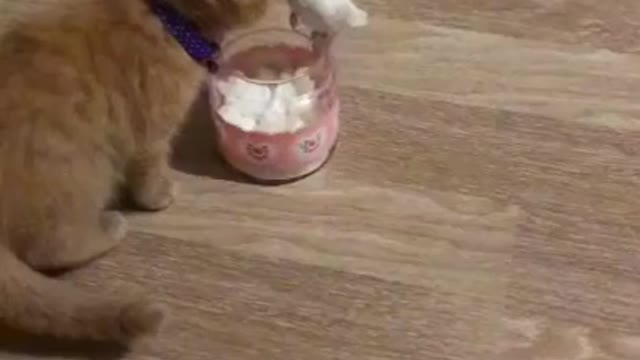 Cute and funny cat videos/#kitten #cat #kitty #funny kitten #funnycat #trending #shorts #tiktok (4)