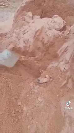 Dog protect from covid...has ha...