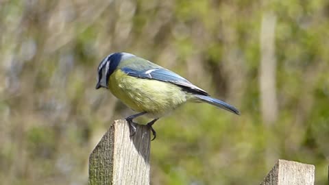 Beautifulbird singing