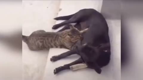 Dog 🐕 Vs cat 🐈 who win😂😂😂😂