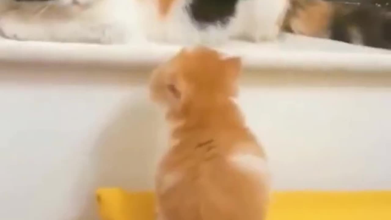 Funny animal video.