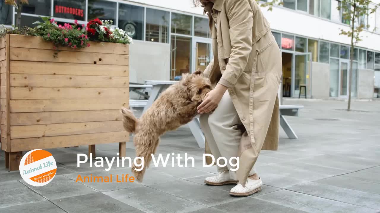 Dog Owner having fun with Cute Dog