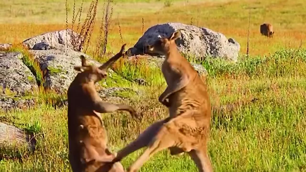 UFC kangaroo title fight heavyweight 😂