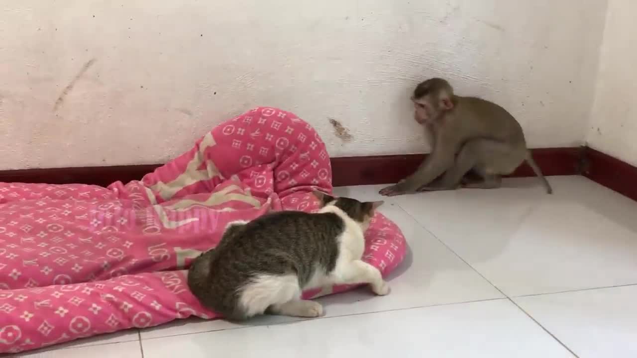 Cat and monkey funny video