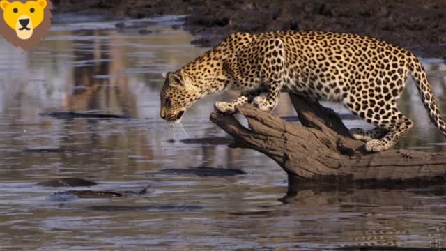 Leopard learn to survive