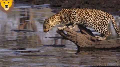 Leopard learn to survive