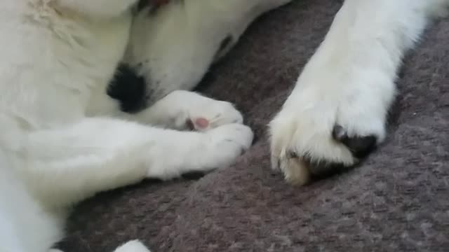 Tobi giving kisses to nash