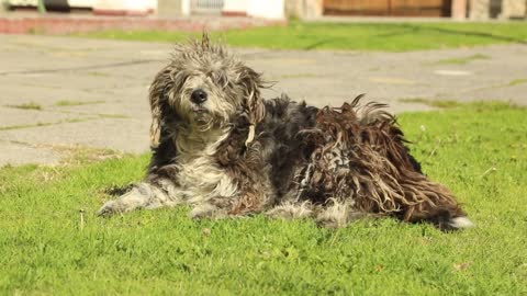 Very funny dog woke up from sleep