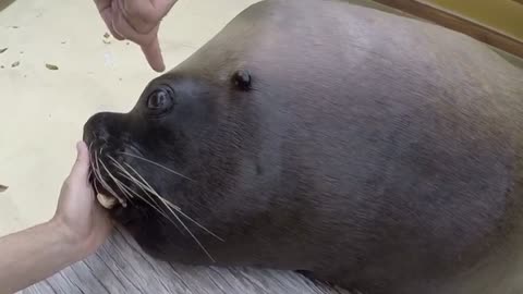 Sea lion Eye drop positioning