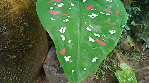 Three-colored caladium flower