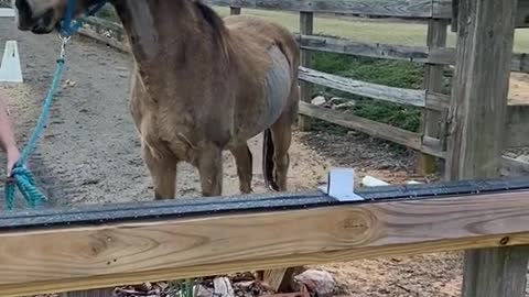 Horse sees its image on the mirror for the first time