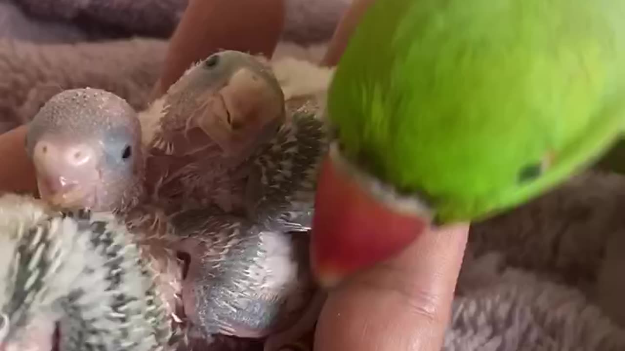 Cute tia bird baby trending video