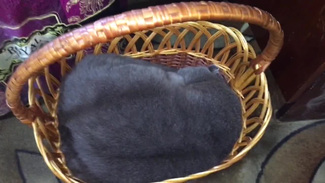 Cat sleeping in a basket . What happened when I touch it.