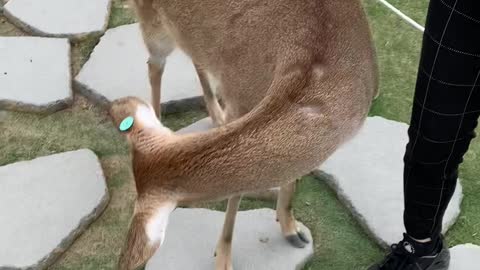 Feed Bambi