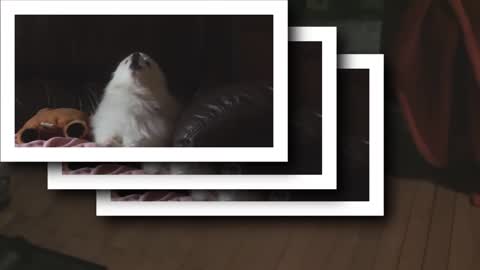 ＭＡＣＩＮＤＯＧ ＰＬＵＳ