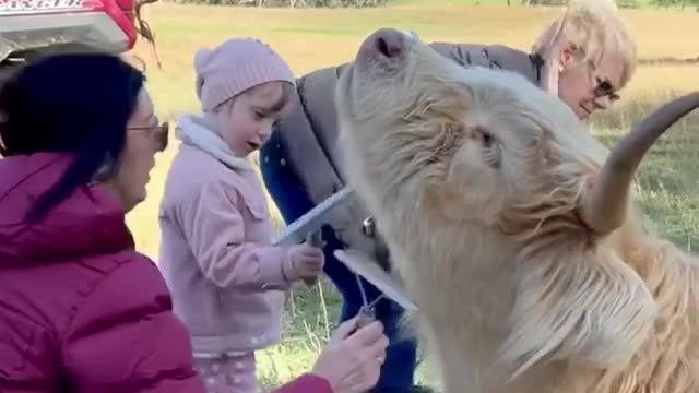 Multigenerational cow brushing