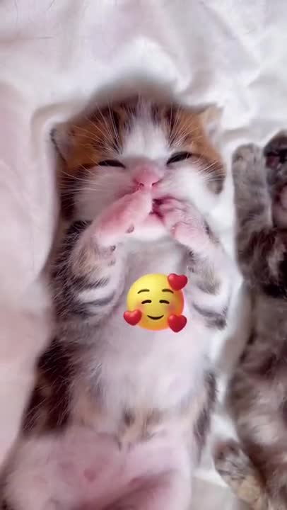 Golden Retriever Meets New German Shepherd Puppy for the First Time!