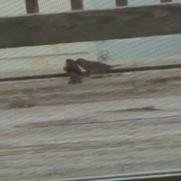 Small birds: Female VS Male