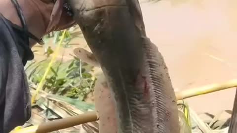 This is a beautiful and charming water-dwelling species