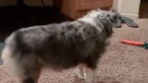 Adorable bubble butt dancing dog