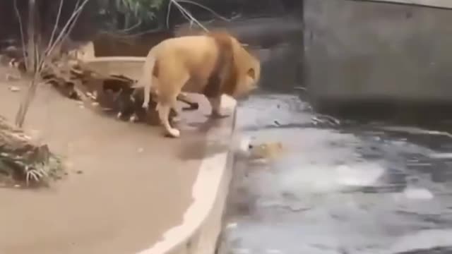 Unexpected Fall-Lion Funny Video