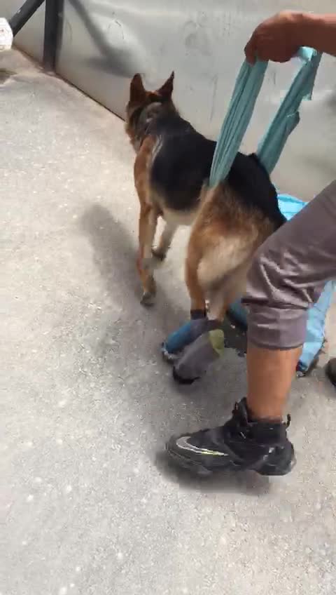 Buscan ayuda para Danko, un cachorro con problemas de movilidad en Bucaramanga