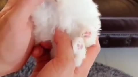 Funny Pets Moments #14