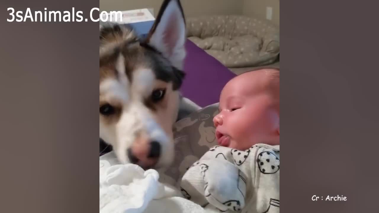 baby and dog playing