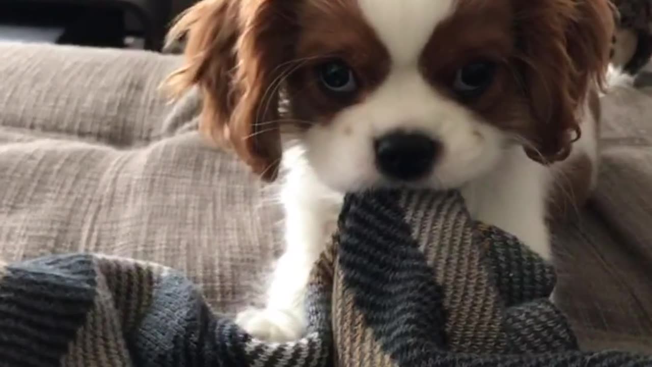 Cute small dogy, dog, cute dog, dog video, pets, pet, animal,