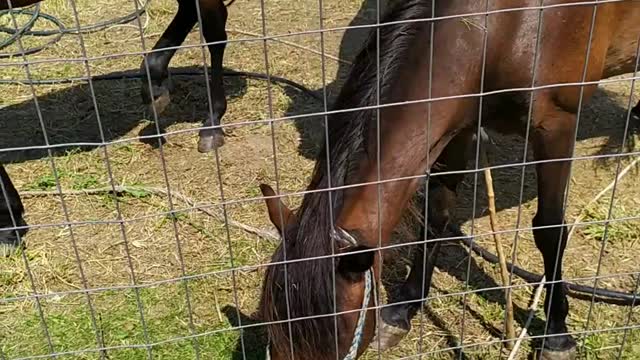 Horses eating at back yard