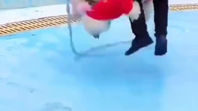 Cute dog video