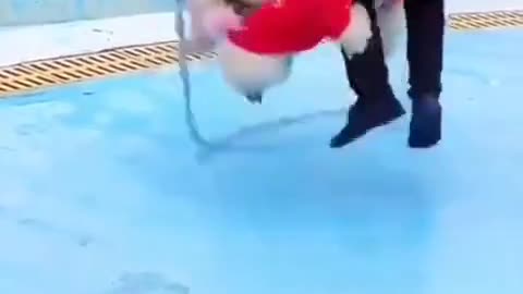 Cute dog video