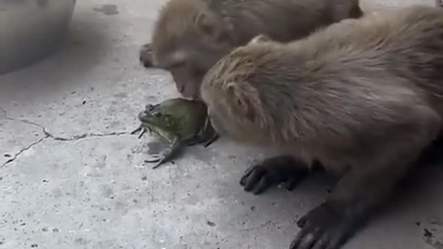 Funny monkey