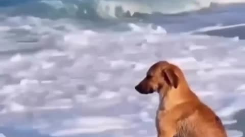 Dog relax