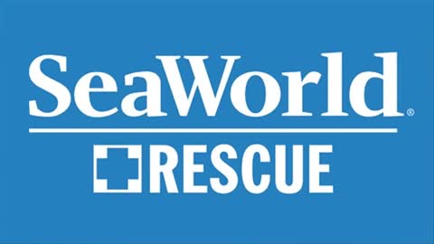 Sea World Removes Bullet From Rescued sea lion