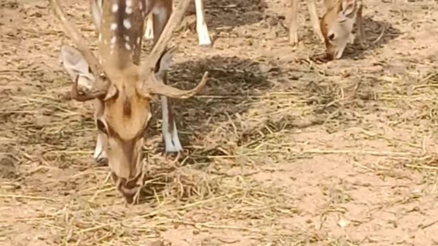 Dear deers happy to see you..