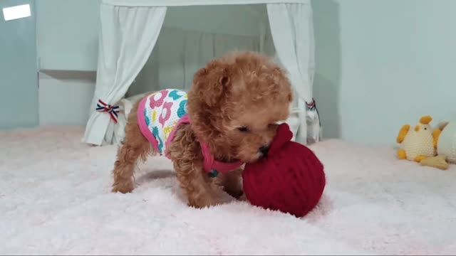 Take a look to this Cute Poodle