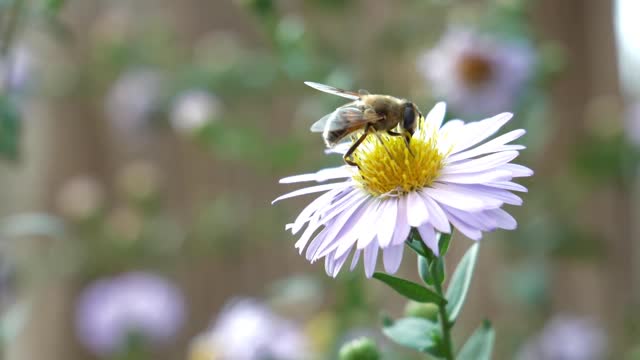 bee collecting flowers honey | Animal World | Insect